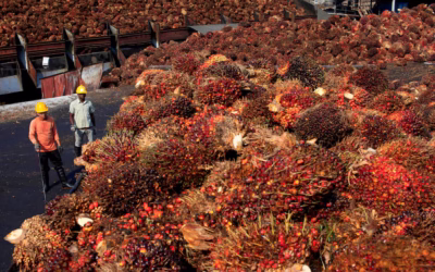 Malaysia’s Palm Oil Stocks Decline for the Third Month: What It Means for the Industry
